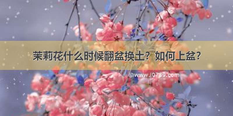 茉莉花什么时候翻盆换土？如何上盆？