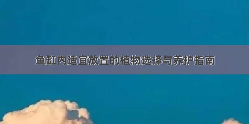 鱼缸内适宜放置的植物选择与养护指南